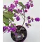 Kínai lilabogyó - Callicarpa bodinieri