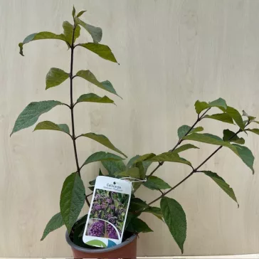 Kínai lilabogyó - Callicarpa bodinieri