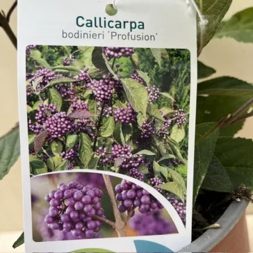 Kínai lilabogyó - Callicarpa bodinieri