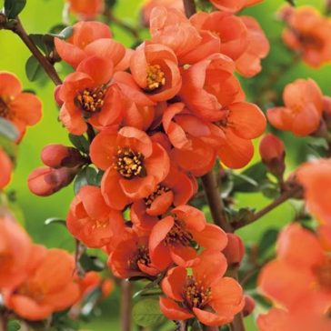   Chaenomeles x Superba 'Orange Trail' - japán díszbirs
