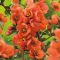 Chaenomeles x Superba 'Orange Trail' - japán díszbirs