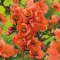 Chaenomeles x Superba 'Orange Trail' - japán díszbirs