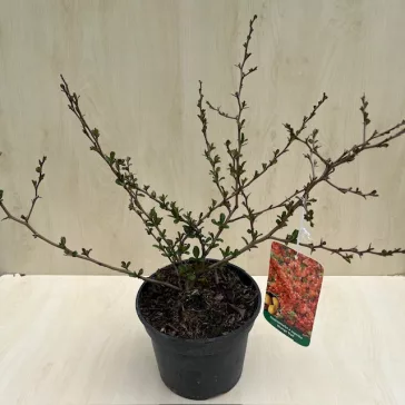   Chaenomeles x Superba 'Orange Trail' - japán díszbirs