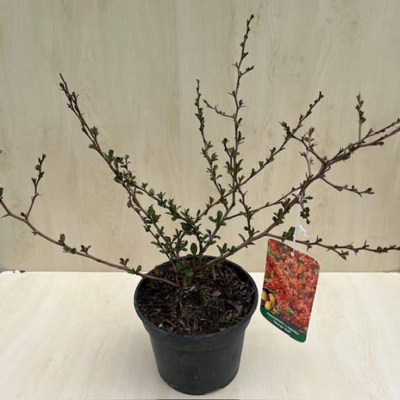Chaenomeles x Superba 'Orange Trail' - japán díszbirs