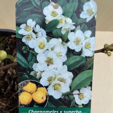   Chaenomeles speciosa 'Nivalis' - Fehér virágú japánbirs