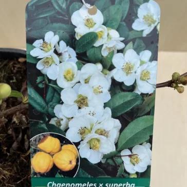  Chaenomeles speciosa 'Nivalis' - Fehér virágú japánbirs