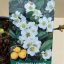 Chaenomeles speciosa 'Nivalis' - Fehér virágú japánbirs