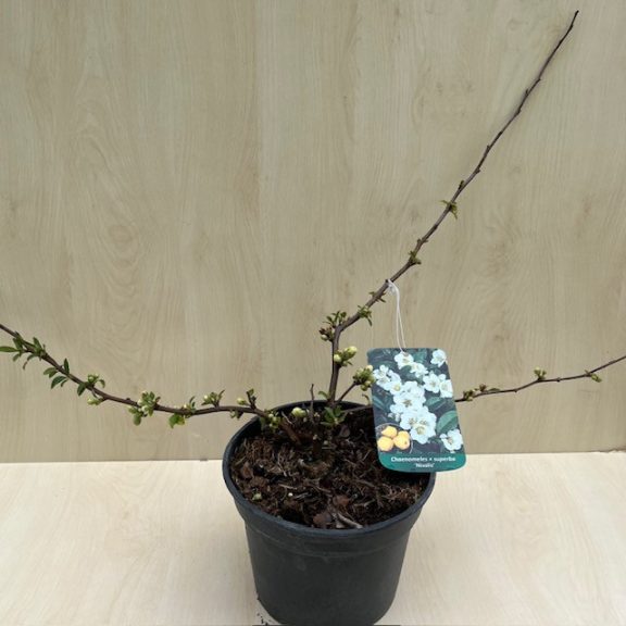 Chaenomeles speciosa 'Nivalis' - Fehér virágú japánbirs