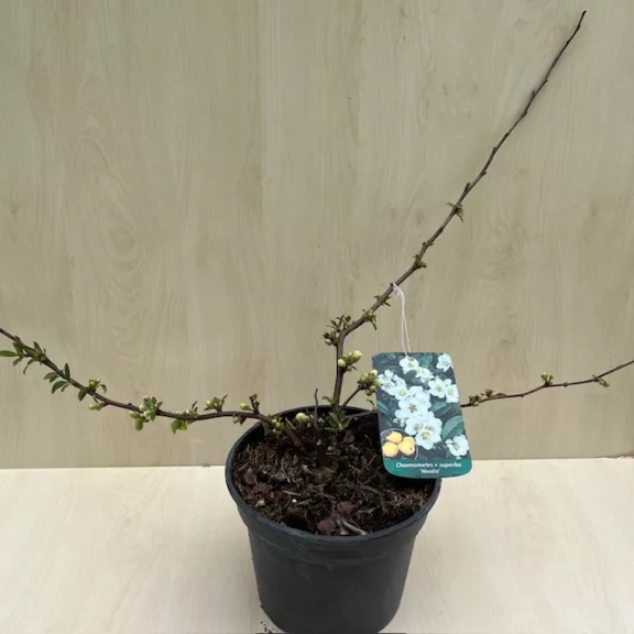 Chaenomeles speciosa 'Nivalis' - Fehér virágú japánbirs Chaenomeles speciosa 'Nivalis' - Fehér virágú japánbirs