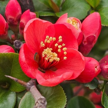   Chaenomeles x superba 'Crimson and Gold' - Piros virágú japánbirs