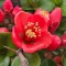 Chaenomeles x superba 'Crimson and Gold' - Piros virágú japánbirs