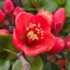 Chaenomeles x superba 'Crimson and Gold' - Piros virágú japánbirs