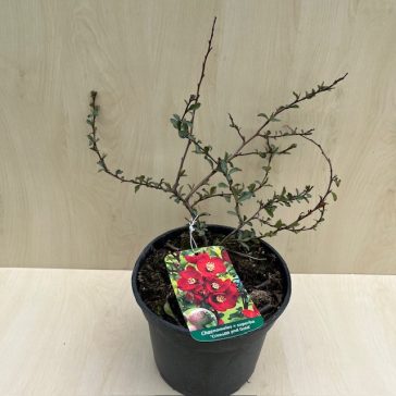   Chaenomeles x superba 'Crimson and Gold' - Piros virágú japánbirs