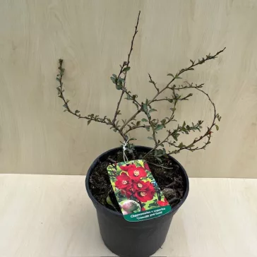   Chaenomeles x superba 'Crimson and Gold' - Piros virágú japánbirs