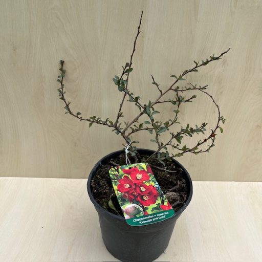 Chaenomeles x superba 'Crimson and Gold' - Piros virágú japánbirs