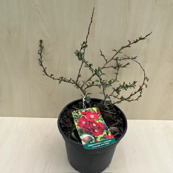 Chaenomeles x superba 'Crimson and Gold' - Piros virágú japánbirs
