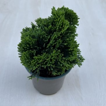  Chamaecyparis obtusa ‘Nana Gracilis’