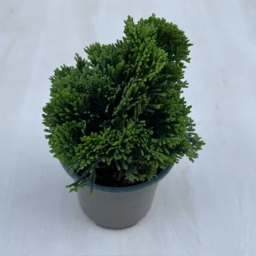  Chamaecyparis obtusa ‘Nana Gracilis’