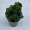  Chamaecyparis obtusa ‘Nana Gracilis’