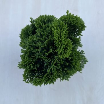  Chamaecyparis obtusa ‘Nana Gracilis’