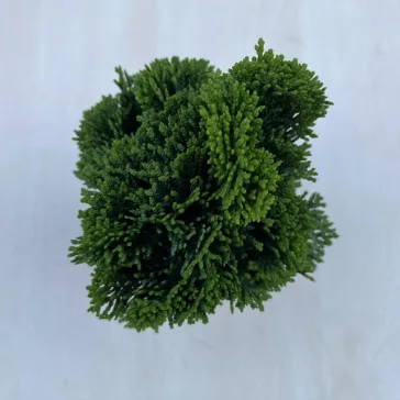  Chamaecyparis obtusa ‘Nana Gracilis’