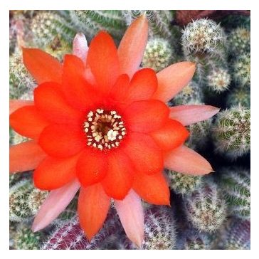 Chamaecereus silvestrii - kukackaktusz