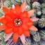 Chamaecereus silvestrii - kukackaktusz