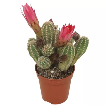 Chamaecereus silvestrii - kukackaktusz