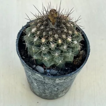 Copiapoa humilis