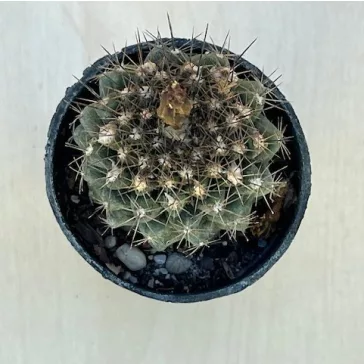 Copiapoa humilis