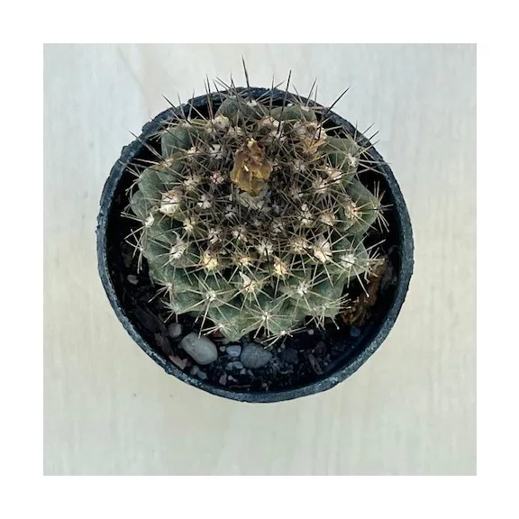 Copiapoa humilis