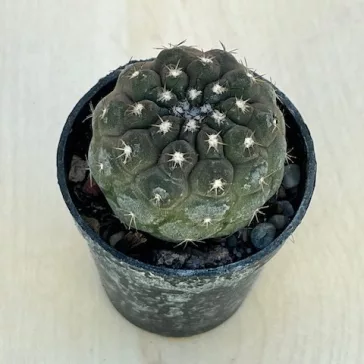 Copiapoa hypogaea