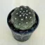 Copiapoa hypogaea