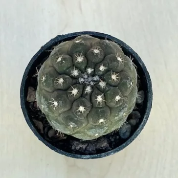 Copiapoa hypogaea