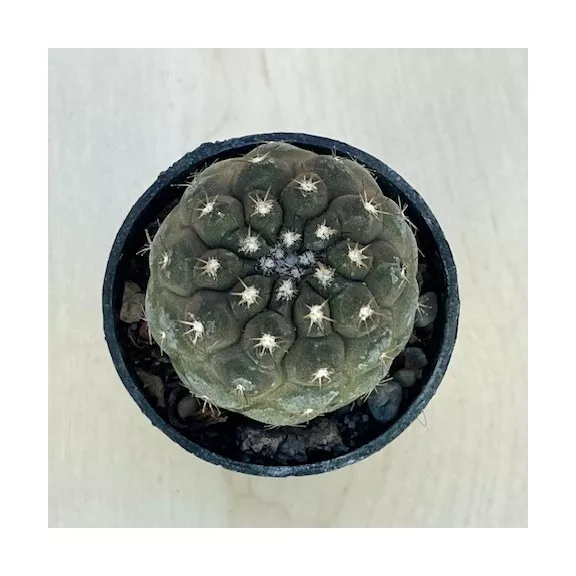 Copiapoa hypogaea