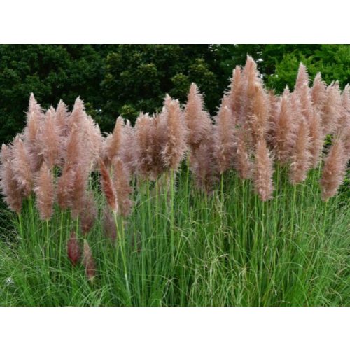 Pampafű - Cortaderia selloana 'Pink Feather'