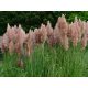 Pampafű - Cortaderia selloana 'Pink Feather'