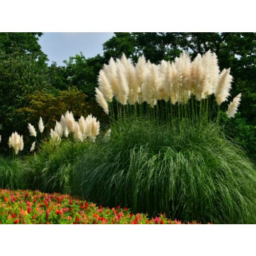 Pampafű - Cortaderia selloana 'White Feather'