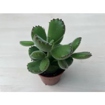 Cotyledon tomentosa KISEBB