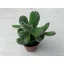 Cotyledon tomentosa KISEBB