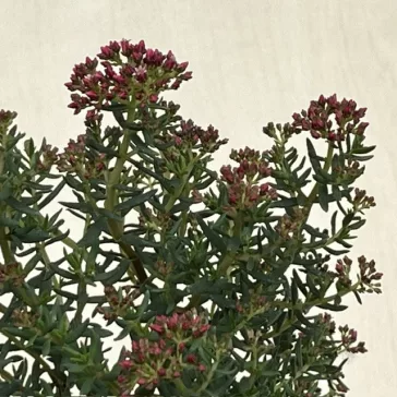 Crassula sarcocaulis - bonsai ELVIRÁGZOTT!