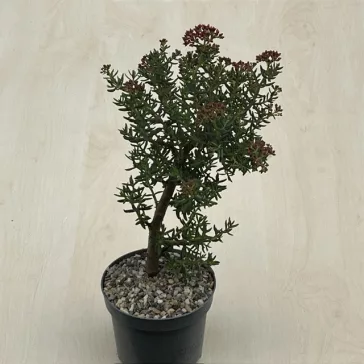 Crassula sarcocaulis - bonsai ELVIRÁGZOTT!