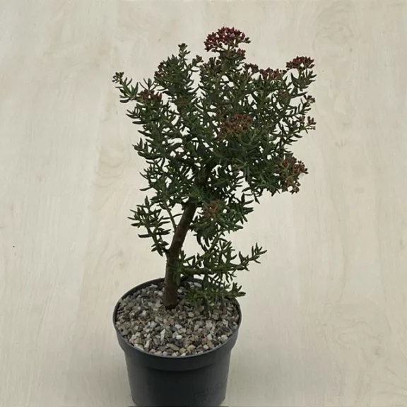 Crassula sarcocaulis - bonsai ELVIRÁGZOTT!