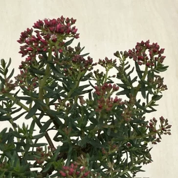 Crassula sarcocaulis - bonsai ELVIRÁGZOTT!