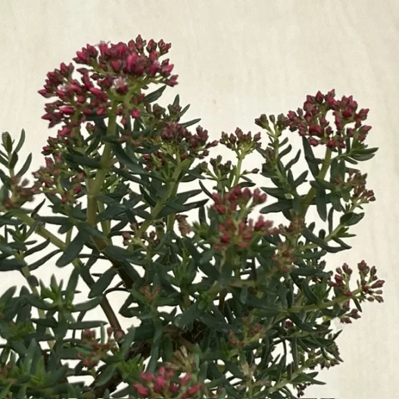 Crassula sarcocaulis - bonsai ELVIRÁGZOTT!
