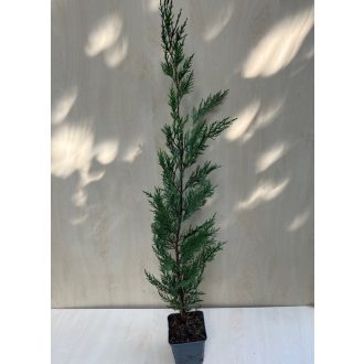 Cupressocyparis Leylandii - Leylandi ciprus