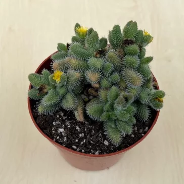Delosperma echinatum