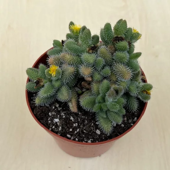 Delosperma echinatum Delosperma echinatum