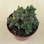 Delosperma echinatum