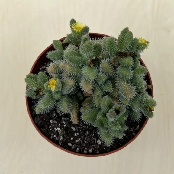 Delosperma echinatum Delosperma echinatum